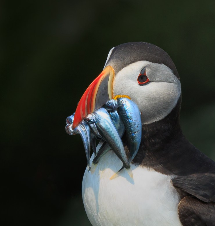 329_Atlantic_Puffin_with_Fish