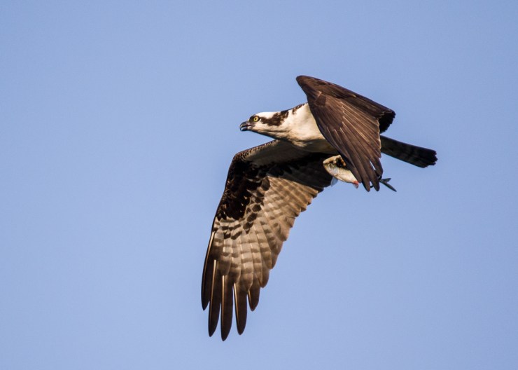 Osprey with Alwife